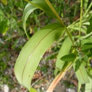 Photographie n°58599 du taxon Setaria viridis subsp. pycnocoma (Steud.) Tzvelev [1969]