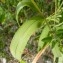  Mathieu MENAND - Setaria viridis subsp. pycnocoma (Steud.) Tzvelev [1969]
