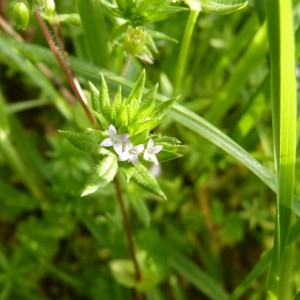 Photographie n°58600 du taxon Sherardia arvensis L. [1753]