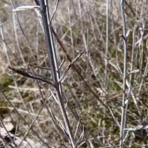  - Sideritis guillonii Timb.-Lagr. [1872]