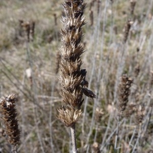 Sideritis peyrei subsp. guillonii (Timb.-Lagr.) Coulomb (Crapaudine de Guillon)