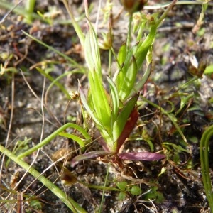 Photographie n°58613 du taxon Silene laeta (Aiton) Godr. [1847]