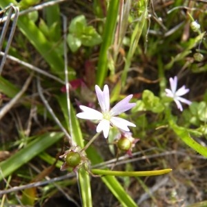 Photographie n°58614 du taxon Silene laeta (Aiton) Godr. [1847]