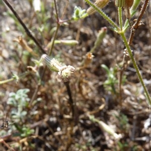 Photographie n°58620 du taxon Silene nicaeensis All. [1773]