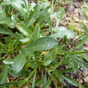 Photographie n°58623 du taxon Silene paradoxa L. [1763]