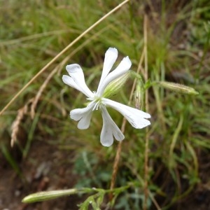 Silene paradoxa var. tenuicaulis Rouy & Foucaud (Silène)