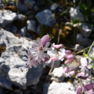  - Silene vulgaris subsp. glareosa (Jord.) Marsden-Jones & Turrill [1957]