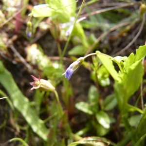 Photographie n°58636 du taxon Solenopsis laurentia (L.) C.Presl [1836]