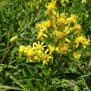 Photographie n°58637 du taxon Solidago virgaurea L. [1753]