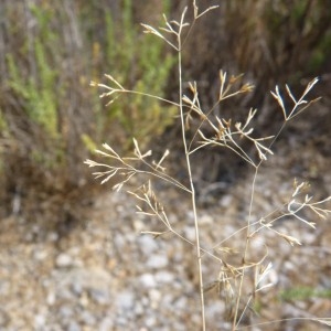  - Sphenopus divaricatus (Gouan) Rchb. [1830]