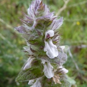 Stachys heraclea All. (Épiaire d'Héraclée)