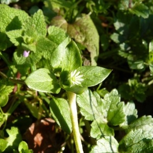 Photographie n°58659 du taxon Stellaria media (L.) Vill.