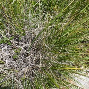 Macrochloa tenacissima (L.) Kunth (Alfa)