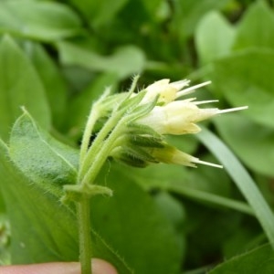 Symphytum bulbosum K.F.Schimp. (Consoude à bulbe)