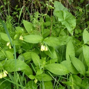 Photographie n°58671 du taxon Symphytum tuberosum L. [1753]