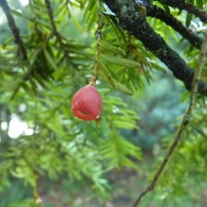 Photographie n°58674 du taxon Taxus baccata L. [1753]