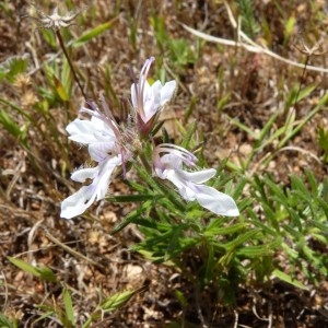 Photographie n°58679 du taxon Teucrium pseudochamaepitys L. [1753]