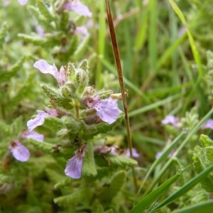 Photographie n°58680 du taxon Teucrium scordium L. [1753]