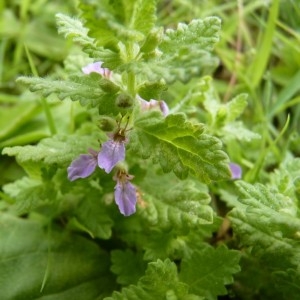 Photographie n°58684 du taxon Teucrium scordium L. [1753]