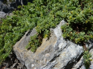 Mathieu MENAND, le 28 août 2011 (Roquefixade)