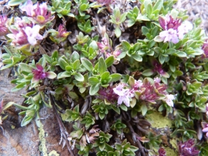 Mathieu MENAND, le 17 août 2011 (Auzat)