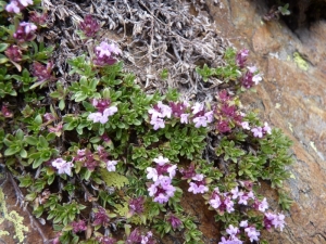 Mathieu MENAND, le 17 août 2011 (Auzat)