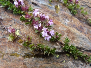 Mathieu MENAND, le 17 août 2011 (Auzat)
