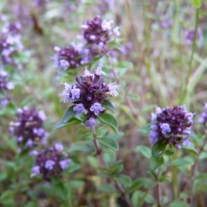 Photographie n°58701 du taxon Thymus pulegioides L. [1753]