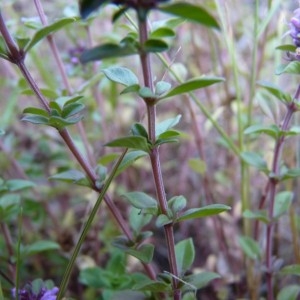 Photographie n°58702 du taxon Thymus pulegioides L. [1753]