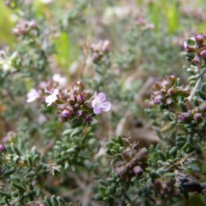 Photographie n°58703 du taxon Thymus vulgaris L. [1753]