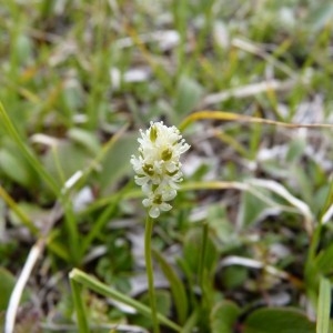 Photographie n°58705 du taxon Tofieldia pusilla (Michx.) Pers. [1805]