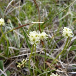 Photographie n°58706 du taxon Tofieldia pusilla (Michx.) Pers. [1805]