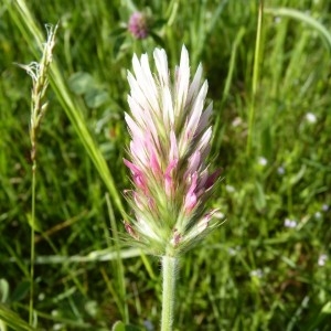 Photographie n°58716 du taxon Trifolium incarnatum L.