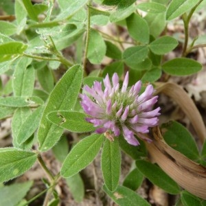 Photographie n°58717 du taxon Trifolium medium L. [1759]