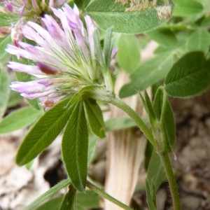 Trifolium medium L. (Trèfle flexueux)