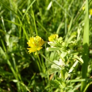  - Trifolium patens Schreb. [1804]