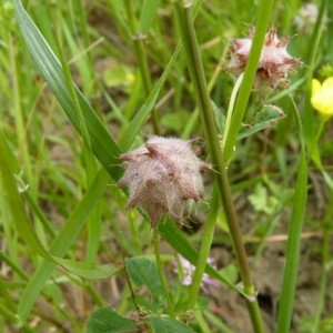 Photographie n°58725 du taxon Trifolium resupinatum L. [1753]