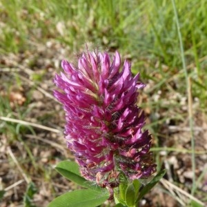 Photographie n°58726 du taxon Trifolium rubens L. [1753]