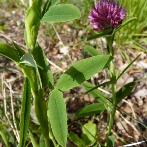 Photographie n°58727 du taxon Trifolium rubens L. [1753]