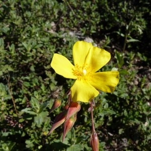 Tuberaria lignosa (Sweet) Samp. (Hélianthème tubéraire)