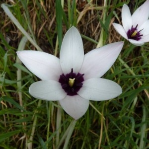 Tulipa clusiana DC. (Tulipe de L'Écluse)
