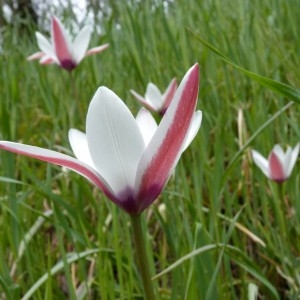 Photographie n°58735 du taxon Tulipa clusiana DC. [1804]