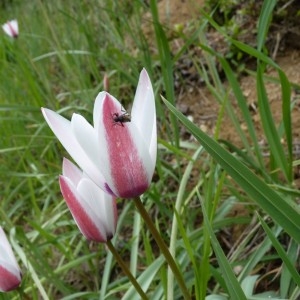 Photographie n°58736 du taxon Tulipa clusiana DC. [1804]