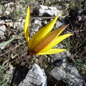 Photographie n°58738 du taxon Tulipa sylvestris subsp. australis (Link) Pamp. [1914]