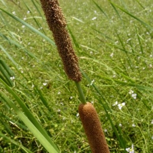 Photographie n°58739 du taxon Typha angustifolia L. [1753]