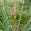  Mathieu MENAND - Typha latifolia L. [1753]