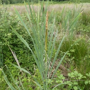 Photographie n°58741 du taxon Typha latifolia L. [1753]