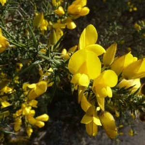 Photographie n°58744 du taxon Ulex europaeus L. [1753]