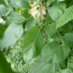  - Ulmus laevis Pall. [1784]