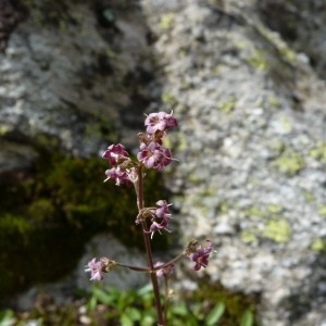 Photographie n°58752 du taxon Valeriana celtica L. [1753]